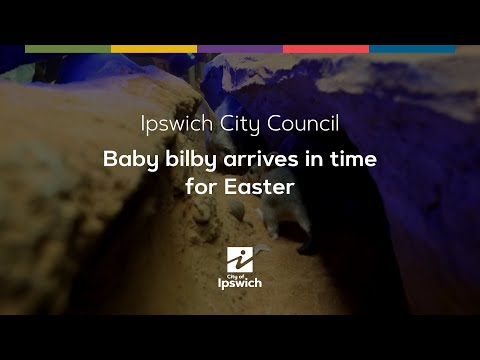 Baby bilby arrives in time for Easter