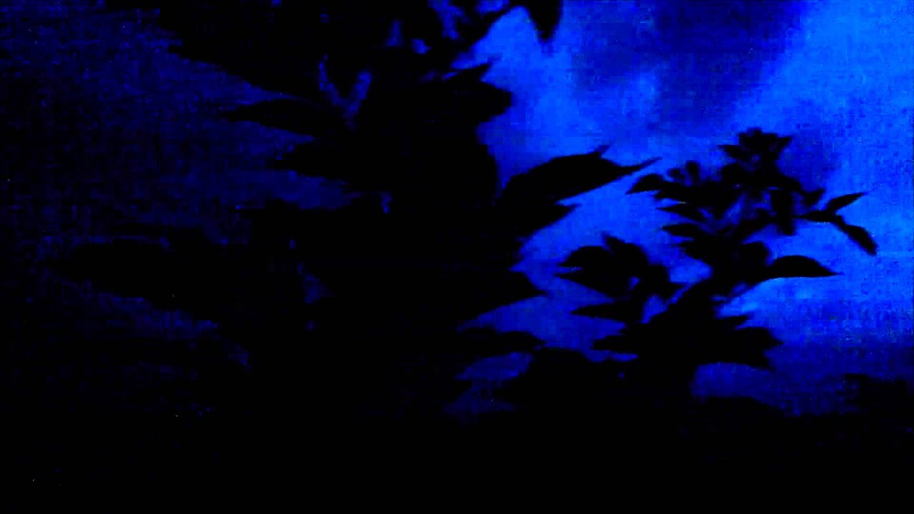 voluntary commitment - Gewitter