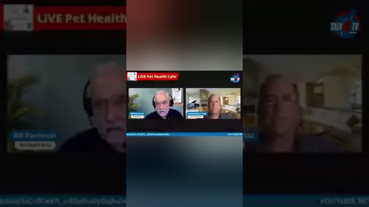 Bill Piechocki discusses how pets can pick up on negative energy