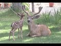 Young Deer in the Yard 2017