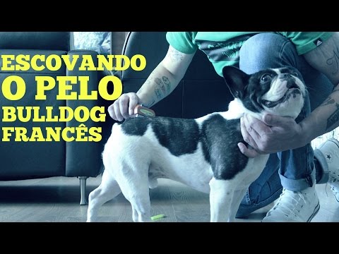 Vídeo: Cuidando De Cães De Pêlo Curto