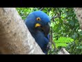 Arara-azul-grande grooming