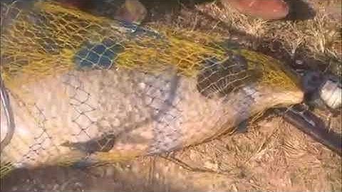 Bài mồi đặc trị cá Trắm đen (Câu lục)