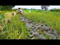amazing fishing! a fisherman catches a lot of fish In the first rainy season in the fields