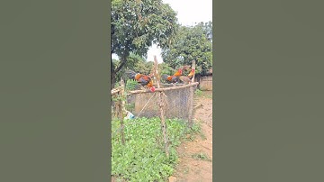 3 con gà mồi đỉnh cao của tôi đây ae.kuv 3 tug qaib dib qua zoo kaws li nawb