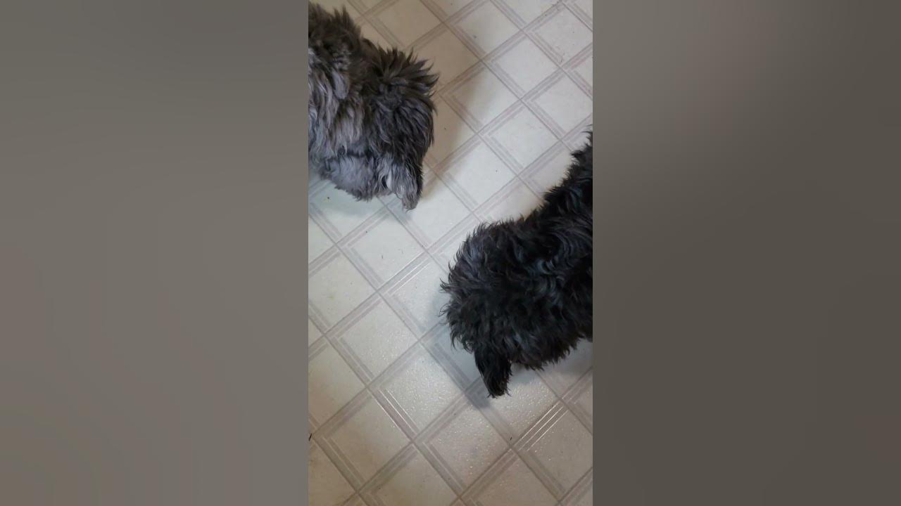 will-dogs-eat-scrambled-eggs-youtube