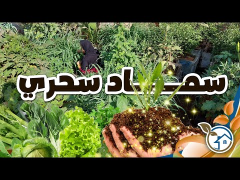فيديو: Imperata (22 صورة): وصف الأعشاب من عائلة الحبوب ، واستخدامها في تصميم المناظر الطبيعية ، والغرس والعناية بالنبات في الحقل المفتوح