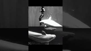 Белуха Спасла Дайвера От Гибели