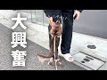 散歩中に1週間会っていない飼い主に遭遇した結果