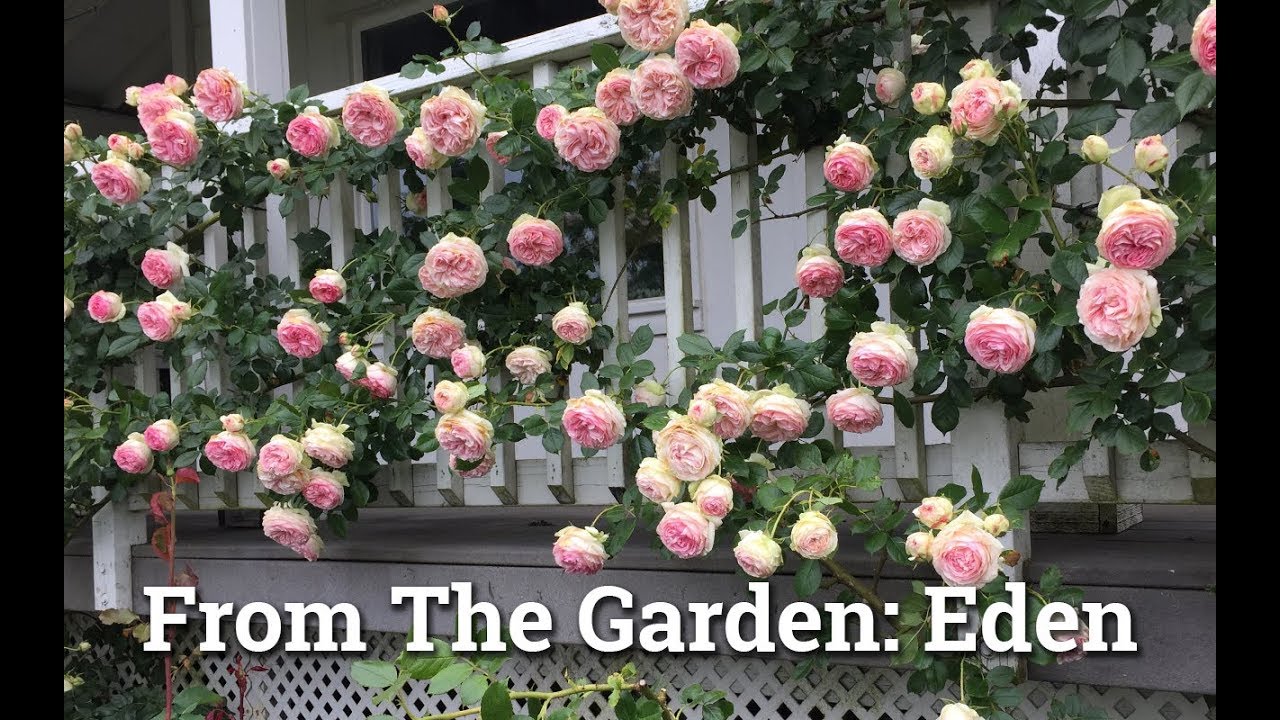 Eden: Climbing Rose - youtube