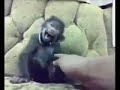 Ringtone lucu baby mongkey funny