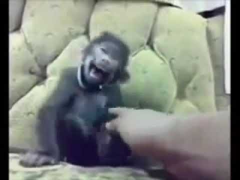 Ringtone lucu baby mongkey funny