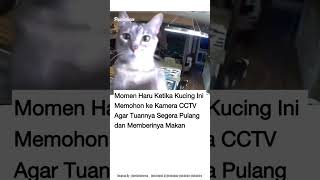 Momen Haru Kucing Meminta Minta Pada Kamera Cctvvidioshortsvidiokucing