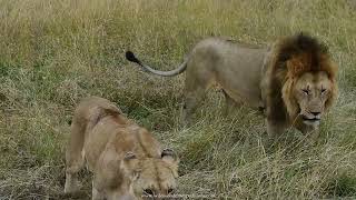 Lions mating courtship in Masai Mara Part II. #masaimara #lions #mating