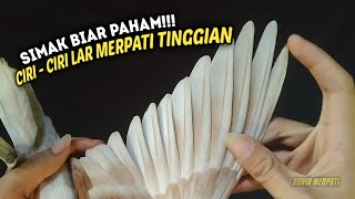 CARA MEMILIH LAR MERPATI TINGGIAN YANG BAGUS!!!
