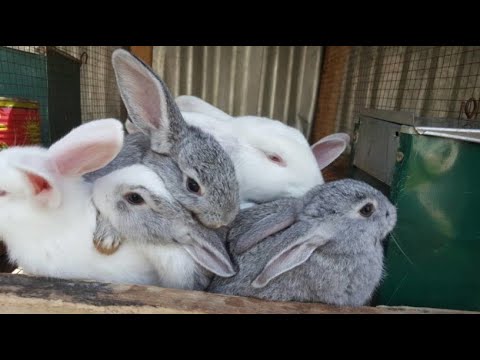 Vidéo: Comment Vendre Un Lapin