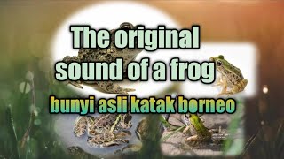 Bunyi katak Tanah| Sound of a frog#bunyikatak #JelsMS