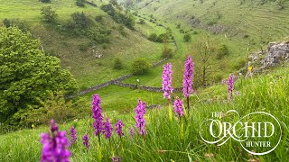 Early Purple Orchids in the Peak District (OH152)