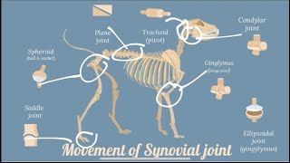Arthrology/ Syndesmology/ Joints| Veterinary Anatomy
