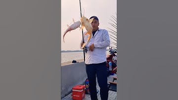 Câu Cá Sông 》Dính 1 Cặp Cá Úc Khủng #câu #cauca #viralvideo#fishing #câucárôđồng #caucasông #shorts