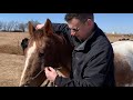 How to Tie a Rope Halter For Horses