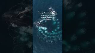 Kata bijak tentang melempar batu ke laut #katakatabijak #katamutiara #lautan #whales
