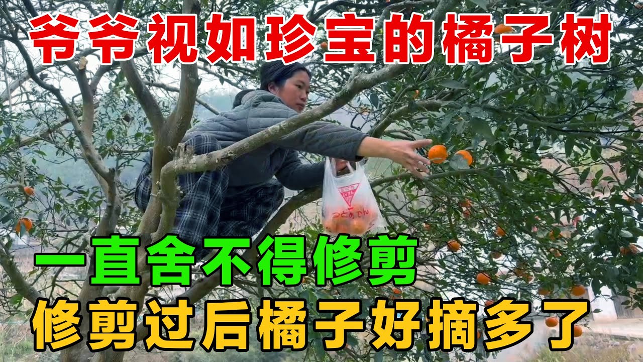 爷爷视如珍宝的两颗橘子树，一直舍不得修剪，修剪过后好爬又好摘橘子