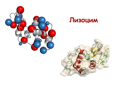 Лизоцим