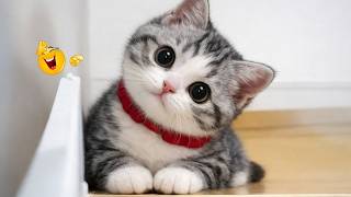 Best Cat Videos 😂 Try Not To Laugh Challenge – Too Cute 😻#1 screenshot 4