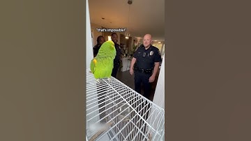 De papegaai pleit onschuldig