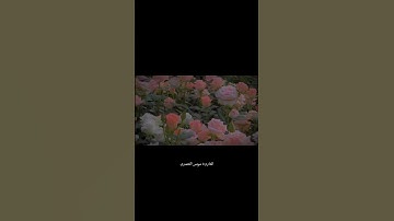 سورة الفاتحة من صلاة التراويح بصوت                                     #موسى_التعمري