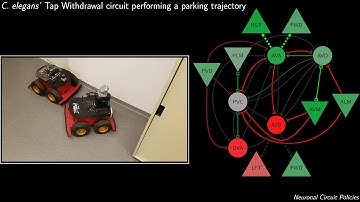 A neuronal Circuit Policy for parking a mobile rover