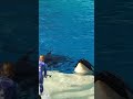 Smart Orca Whale Upgrades Fish Order Size at SeaWorld CALIFORNIA #shorts #viral #travel #orca #whale