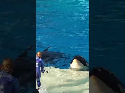 Video: Che orche ci sono al Seaworld di San Diego?