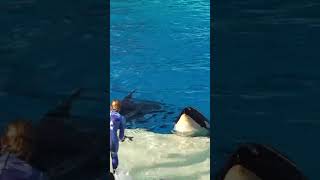 Smart Orca Whale Upgrades Fish Order Size at SeaWorld CALIFORNIA #shorts #viral #travel #orca #whale