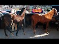 ENTRE VACAS Y CABALLOS VIDEO DEL MERCADO DE ANIMALES VEN Y DISFRUTA DE ESTA MARAVILLOSA EXPERIENCIA