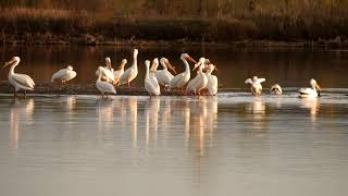 Pelikany Dzioborogie. American white pelican (Pelecanus erythrorhynchos)