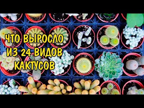 ЧТО ВЫРОСЛО ИЗ 24 ВИДОВ КАКТУСОВ. СЕМЯДОЛИ. 24 TYPES OF CACTUS