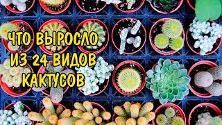 ЧТО ВЫРОСЛО ИЗ 24 ВИДОВ КАКТУСОВ. СЕМЯДОЛИ. 24 TYPES OF CACTUS ЧТО ВЫРОСЛО ИЗ 24 ВИДОВ КАКТУСОВ. СЕМЯДОЛИ. 24 TYPES OF CACTUS