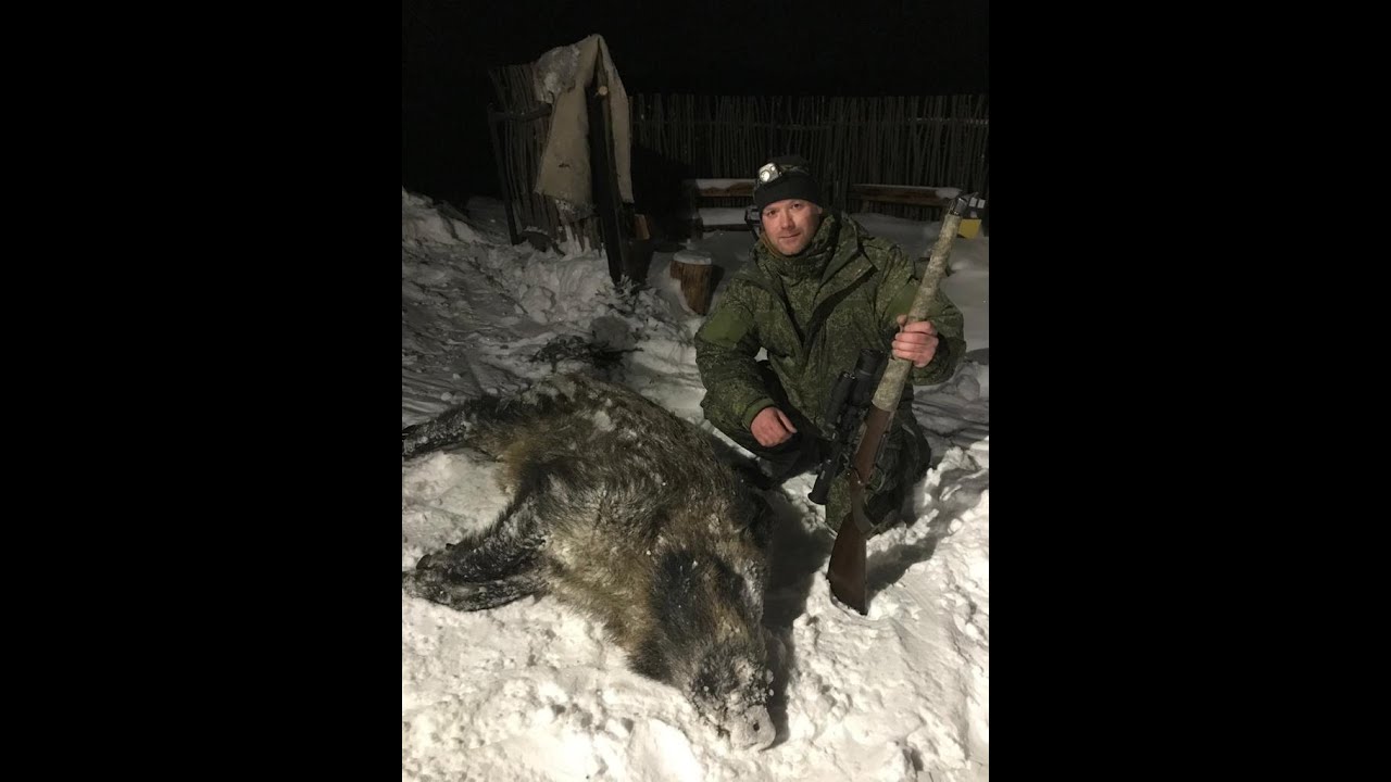 Охота на кабана 2022. Охотхозяйство русская охота в смоленской области. Охота на кабана с лайками 2020. Дикий кабан в европе. Охота на кабанов за границей точные выстрелы.