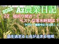 Az農業日記22 稲刈り目前！！落水はいつがベスト？？、もう少し倒伏しないで頑張ってくれ！！