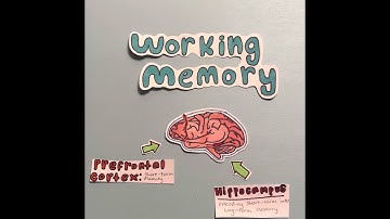 Chapter 8 | Working memory