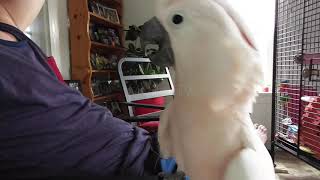 Crazy Bird Wants To Cuddle