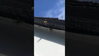 Yellow Jacket Wasp Nest Removal Nassau County, New York