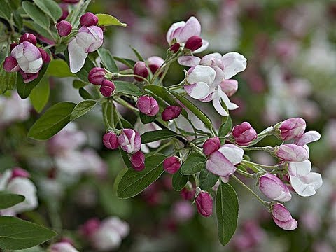 Vidéo: Pêchers ornementaux - Faire des pêchers ornementaux en fleurs portent des fruits