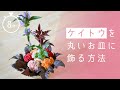 #2 【敬老の日】ケイトウの花をプレゼント