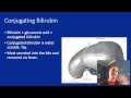 Bilirubin 2 - Bilirubin Metabolism & Diseases - YouTube