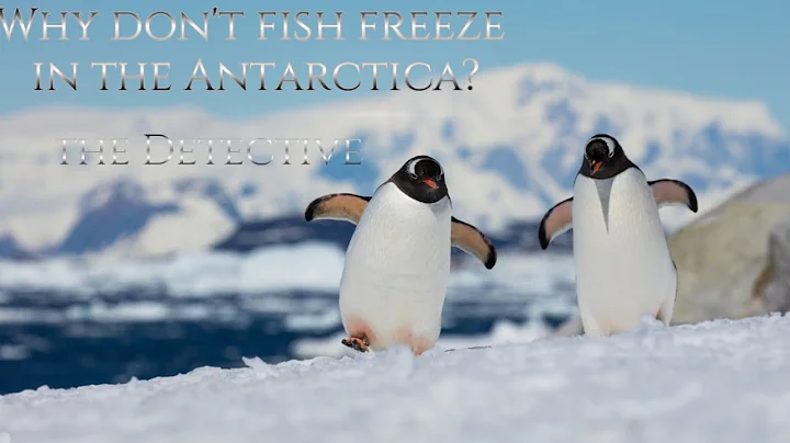why don't fish 🐟 freeze in the Antarctica?