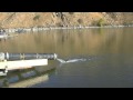 HD Video - Huge Trout Stocking - 20+ Pounders !!