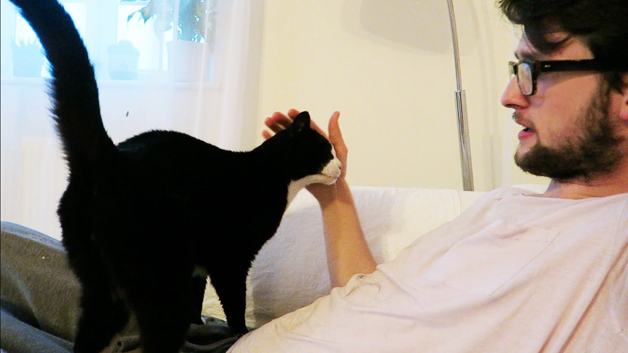 MISSING CAT RETURNS AFTER ONE YEAR! - YouTube